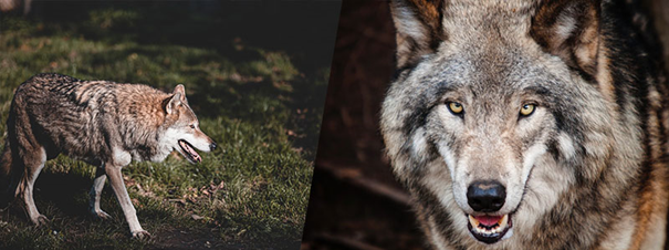Miniaturka artykułu Procedura postępowania w sytuacjach niebezpiecznych z udziałem wilka