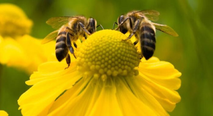 Miniaturka artykułu Zasady stosowania środków ochrony roślin w sposób bezpieczny dla pszczół