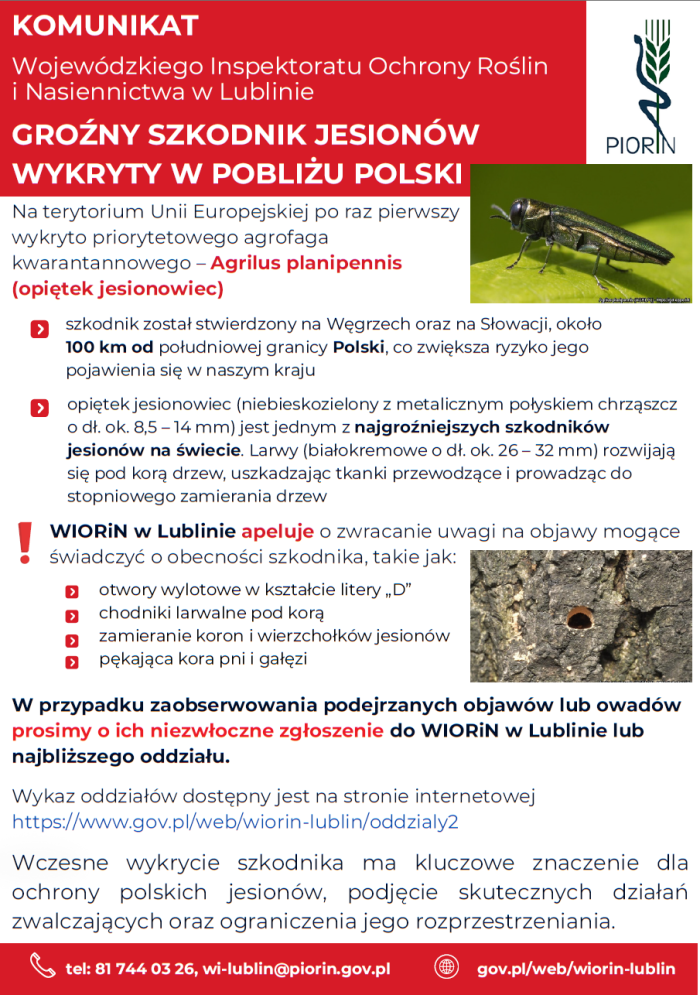 Miniaturka artykułu Komunikat Wojewódzkiego Inspektoratu Ochrony Roślin i Nasiennictwa w Lublinie Oddział w Chełmie w sprawie groźnego szkodnika jesionów w pobliżu Polski